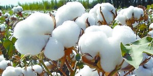 Cotton prices in Xinjiang have dropped overtly and covertly, and cotton seed prices may go lower.