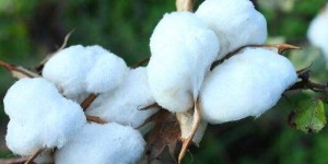 The cotton market war is about to break out!