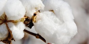 From March 27th to 31st, the standard sales price of reserve cotton was 15,476 yuan/ton, an increase of 1 yuan/ton.