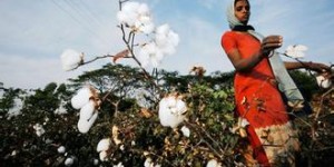 Indian cotton market “opened up” and Chinese buyers did not “follow the trend”