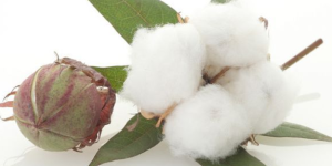 Long-staple cotton: The market develops steadily and purchases and sales are orderly