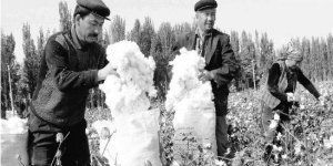 Policy support and futures market help Xinjiang cotton industry develop rapidly