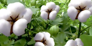 The quality of new cotton is better than last year, and the price of seed cotton has stabilized