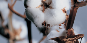 Should cotton processing companies store cotton to wait for the price increase or be safe?