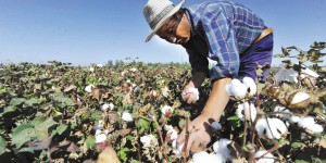 Xinjiang: Why has the recent sales of hand-picked cotton been faster than machine-picked cotton?