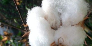 Cotton is coming out, and Anjing Zhiyuan treats reserve cotton